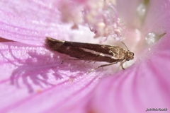 Scythris knochella
