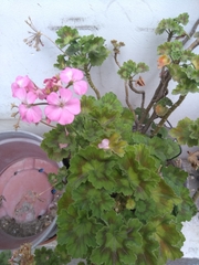 Pelargonium