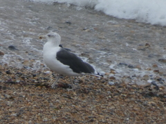 Larus marinus