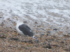 Larus marinus