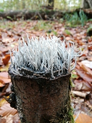 Xylaria hypoxylon