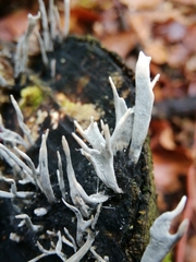 Xylaria hypoxylon
