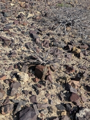Commiphora saxicola