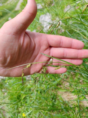 Rust-coloured Sedge (Carex ferruginea)