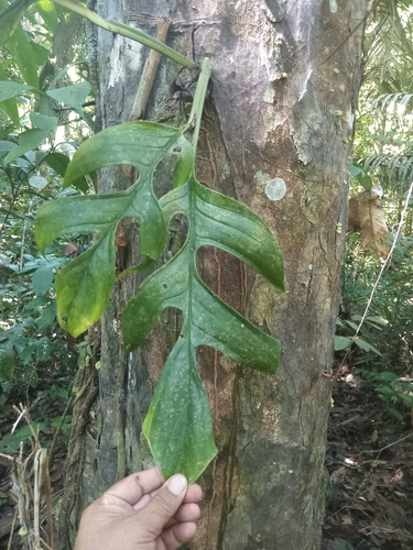 Monstera boliviana  iNaturalist