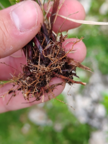 Carex ferruginea, photograph 2