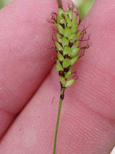 Carex ferruginea, photograph 3
