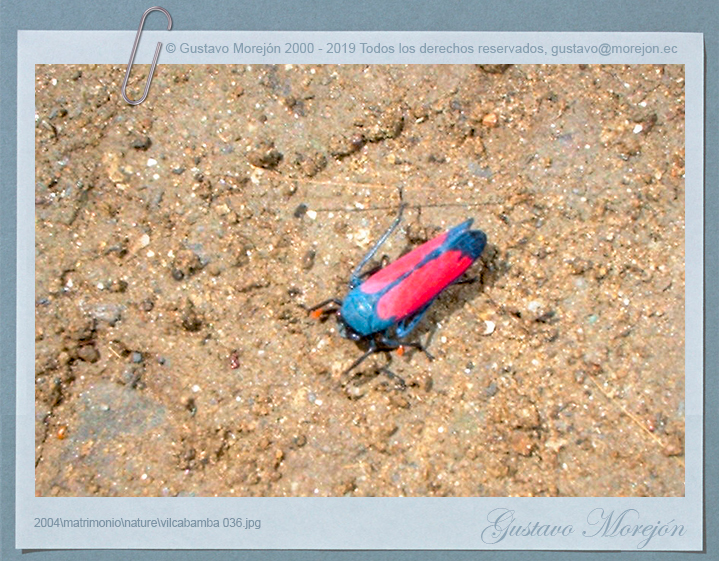 Cicadellidae image