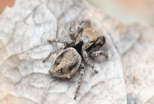 Habronattus arcalorus