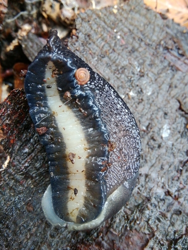Ash-black Slug