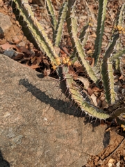 Euphorbia otjipembana image