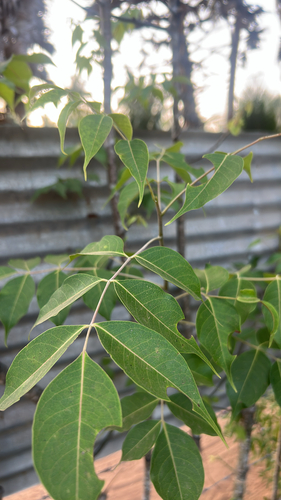Commiphora berryi Wight ex Beddome