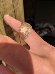 Colotis calais williami