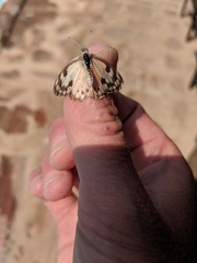 Colotis calais williami