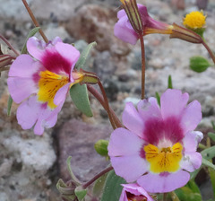 Erythranthe rhodopetra