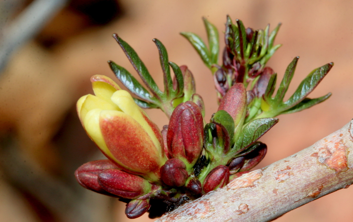 Imagem de Adenia glauca