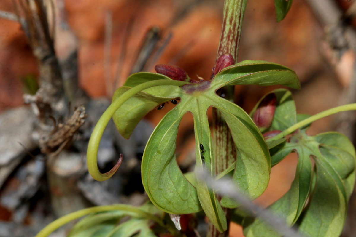 Imagem de Adenia glauca