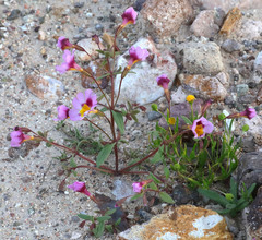 Erythranthe rhodopetra