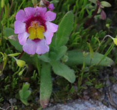 Erythranthe rhodopetra