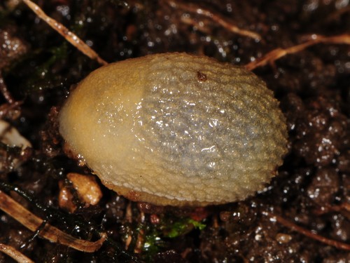 hortensis-group Arion Slugs