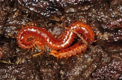 Strigamia branneri
