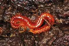 Strigamia branneri