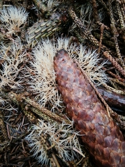 Pterula subulata