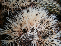 Pterula subulata