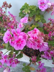 Pelargonium peltatum