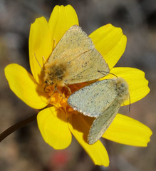 Xanthothrix ranunculi