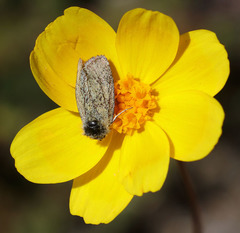 Xanthothrix ranunculi