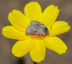 Xanthothrix ranunculi