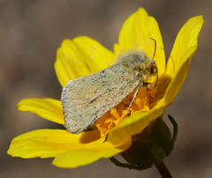 Xanthothrix ranunculi