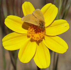 Xanthothrix ranunculi