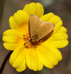 Xanthothrix ranunculi