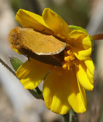 Xanthothrix ranunculi