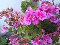 Pelargonium peltatum