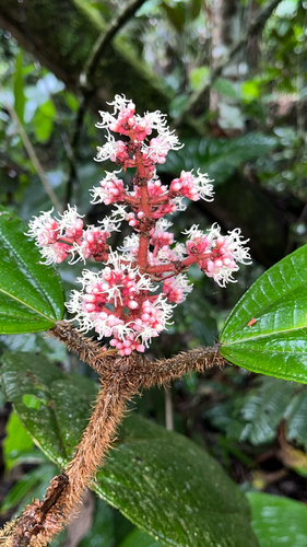 Miconia paleacea