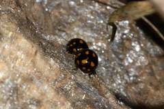Coccinella leonina