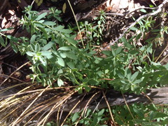Euphorbia schizoloba