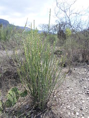 Euphorbia rossiana