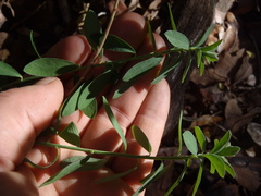 Euphorbia schizoloba