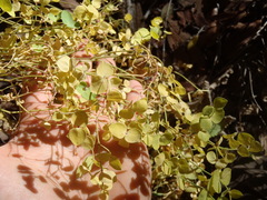 Euphorbia schizoloba
