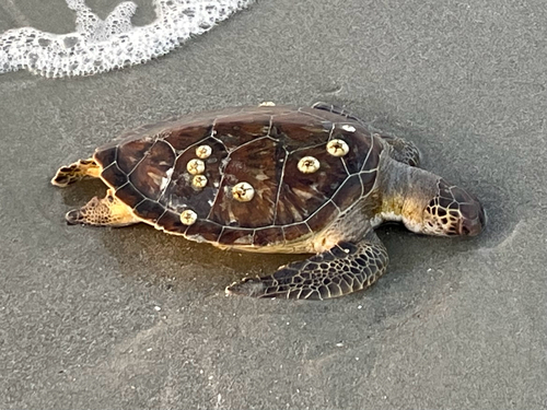Green Sea Turtle photographed in South Carolina