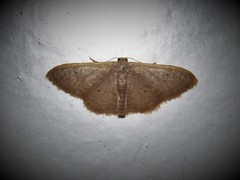 Idaea distinctaria