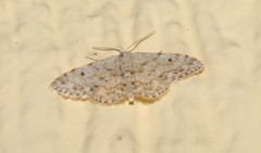 Idaea camparia