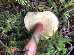 Xerocomellus zelleri