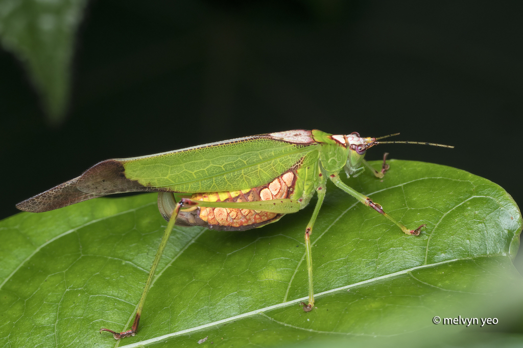 Deflorita argentata
