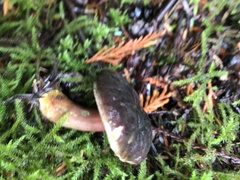 Xerocomellus zelleri