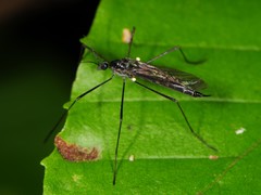 Gnophomyia tristissima